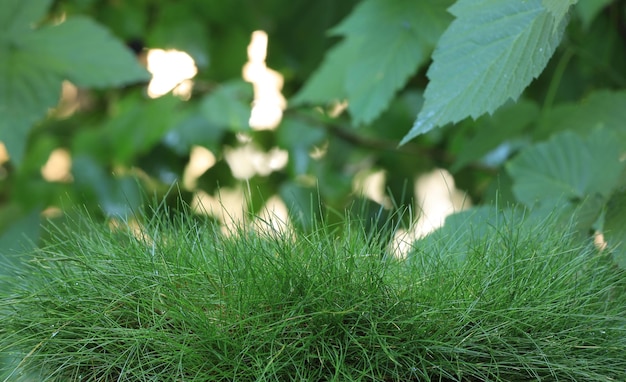 La rosée sur l'herbe verte mouillée