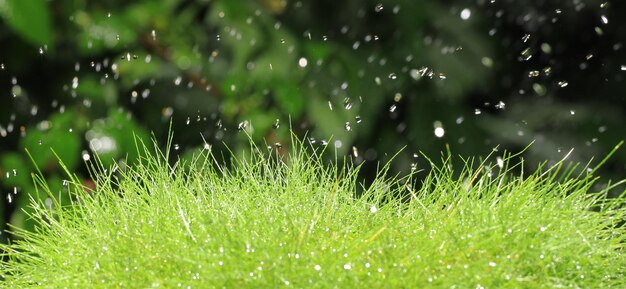 La rosée sur l'herbe verte mouillée