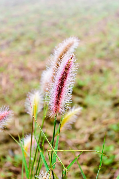 Rosée sur les herbes poaceae en Thaïlande