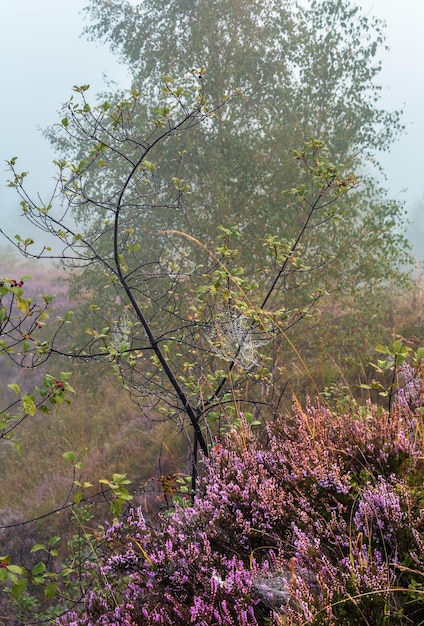 Rosée matinale brumeuse sur la prairie de montagne