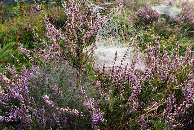 Rosée matinale brumeuse sur la prairie de montagne