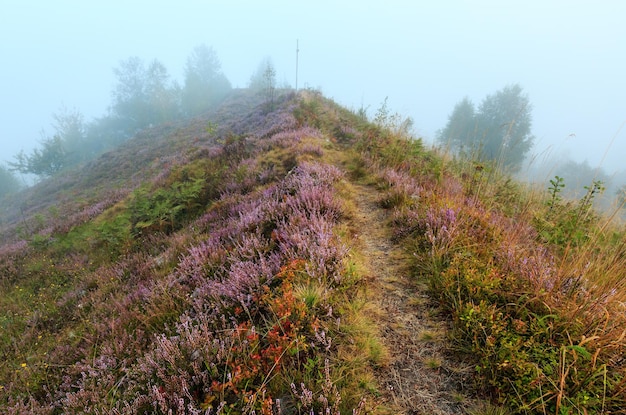 Rosée matinale brumeuse sur la prairie de montagne