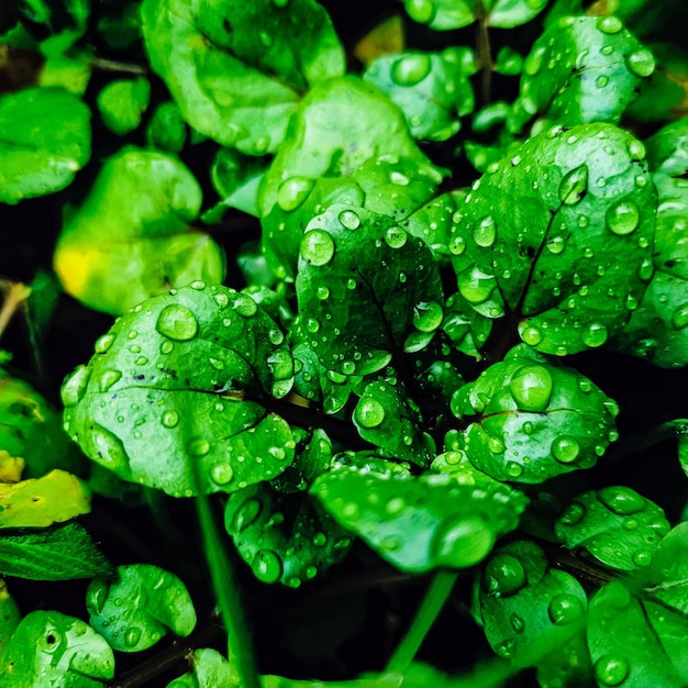 Rosée sur la nature de beauté de fond de feuille verte