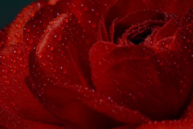 Rosée sur les pétales d'une fleur rouge