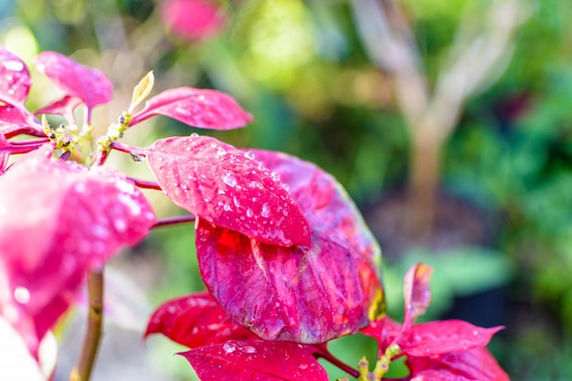 Rosée sur le poinsettia