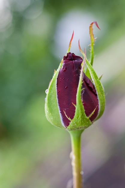 Rosée sur rose rouge