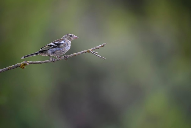 Roselin commun ou Fringilla coelebs Petit oiseau passereau