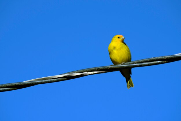 Roselin jaune safran sur le fil du réseau électrique