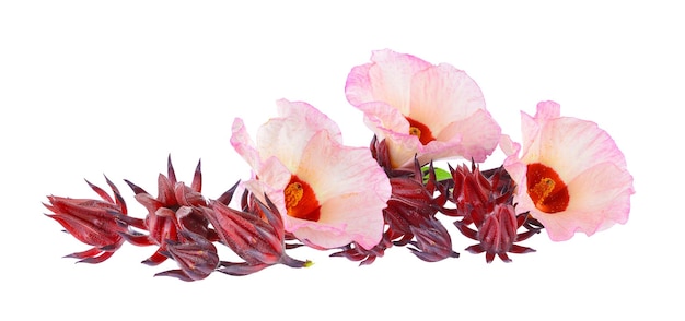 roselle isolée sur fond blanc