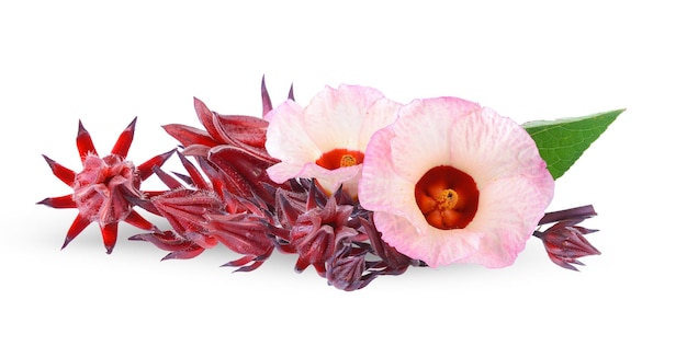 roselle isolée sur fond blanc