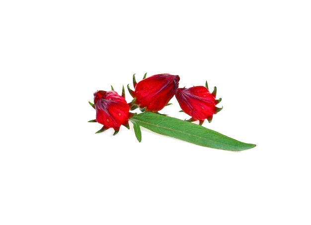 Roselle rouge fraîche avec feuille verte isolée sur blanc