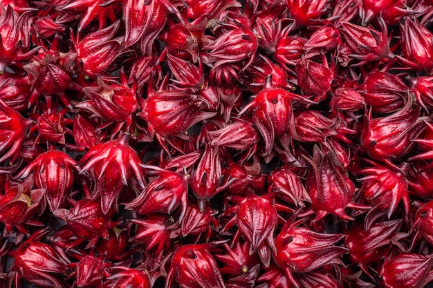 Roselle rouge fraîche utilisée pour le concept d'herbes ou d'aliments