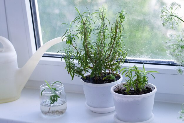 Photo rosemary dans des pots sur le seuil de la fenêtre