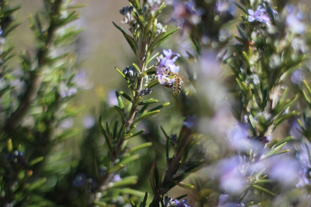 Rosemary en gros plan de plantes à fleurs violettes