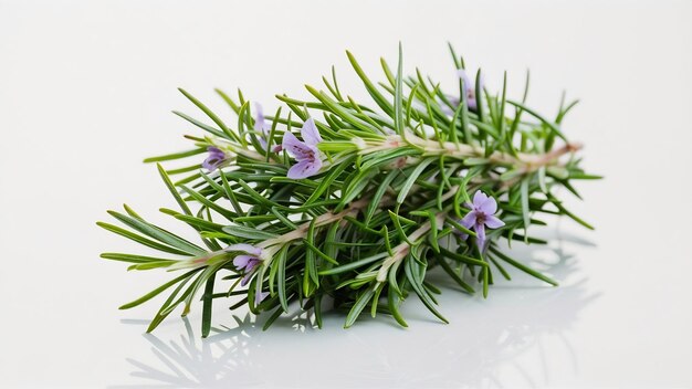 Rosemary isolé sur fond blanc