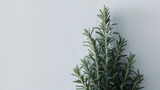 Rosemary sur le mur blanc