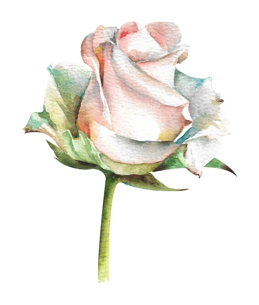 Roses à l'aquarelle Bourgeon d'une rose fermée blanche sur fond blanc