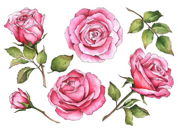 Roses aquarelles illustration dessinée à la main d'éléments floraux isolés sur fond blanc