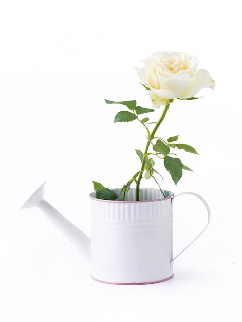 Roses en arrosoir isolé sur blanc pour mariage d'amour