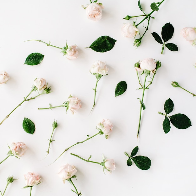 Roses sur blanc