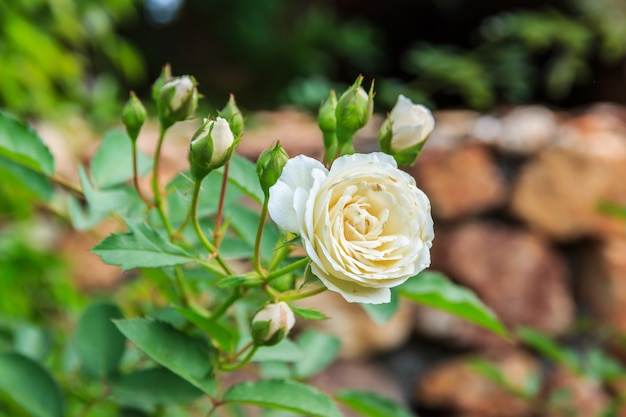Roses blanches sur un buisson