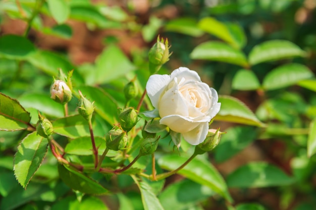 Roses blanches sur un buisson