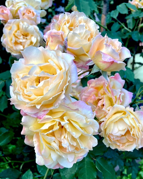 Roses blanches dans le jardin. Bourgeons, inflorescence de fleurs en gros plan. Nature d'été. Roses en fleurs.