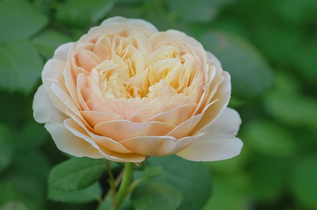 Roses blanches dans le jardin d'été Desdemona Bourgeons de roses blanches fleurissant sur un buisson