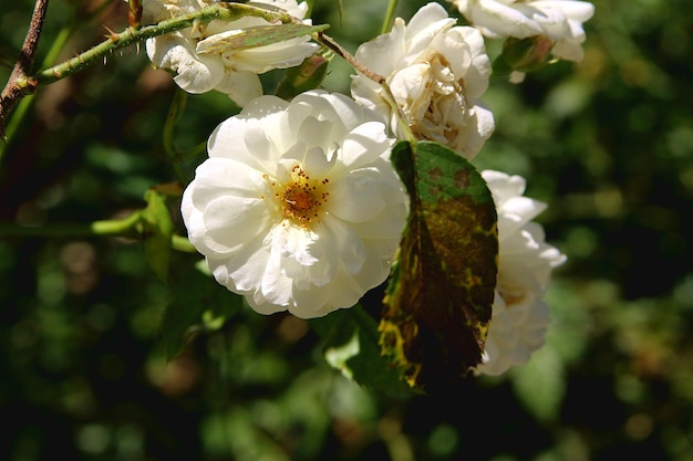 Roses blanches dans le jardin