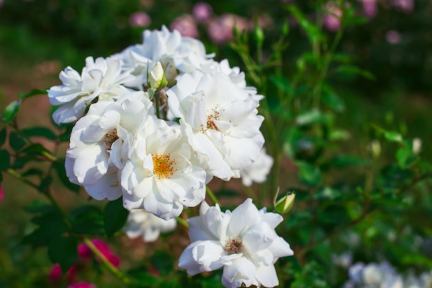 Roses blanches dans le jardin