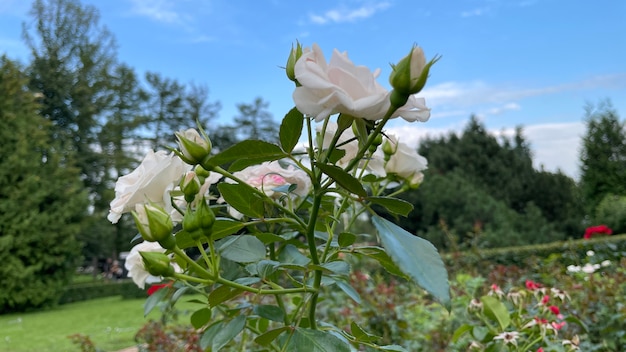 Roses blanches sur fond de ciel bleu