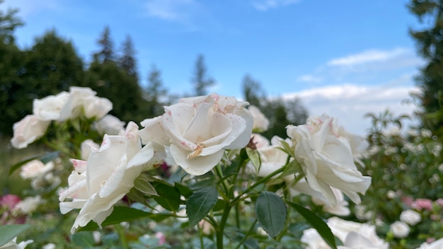 Roses blanches sur fond de ciel bleu