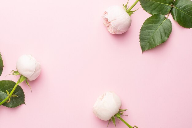 Photo roses blanches sur fond rose pastel avec copyspace. article de vacances et d'amour