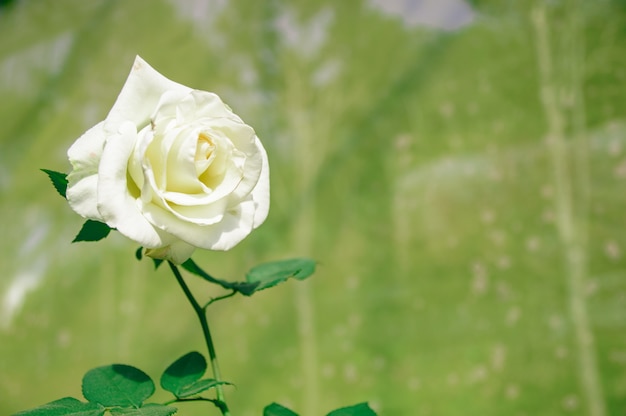 Roses blanches sur fond vert