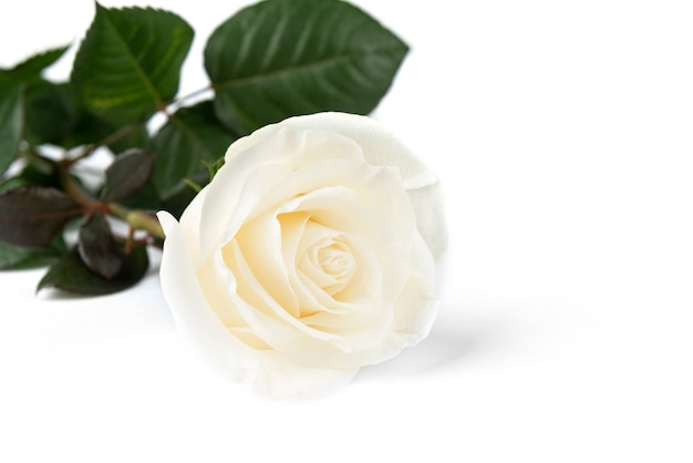 Roses blanches isolées sur table blanche.