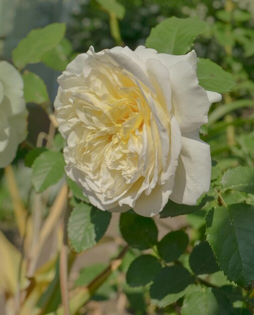 Roses blanches en pleine floraison fleur rose blanche avec des feuilles vertes rose princesse de Galles