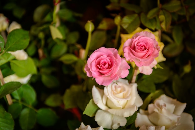 Roses sur un buisson dans un jardin