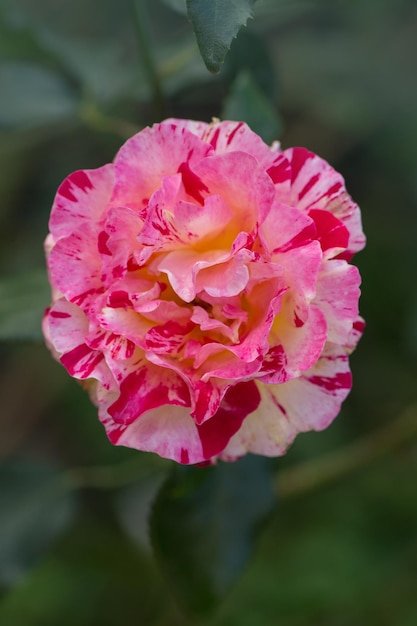 Roses Claude Monet Roses rayées jaunes et rouges dites roses Claud Monet