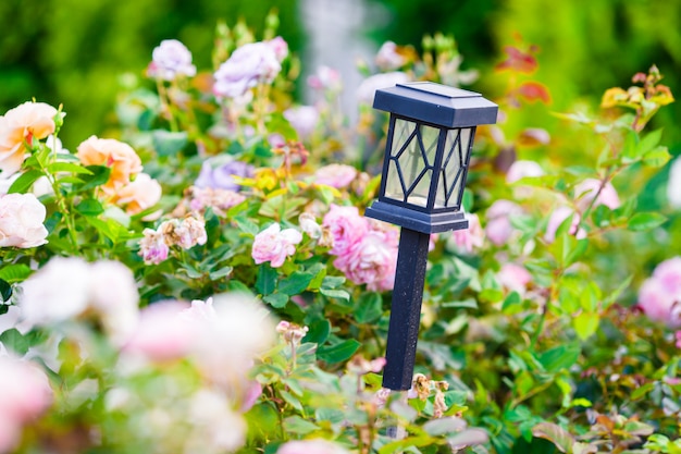 Roses colorées fraîches et colorées dans le jardin