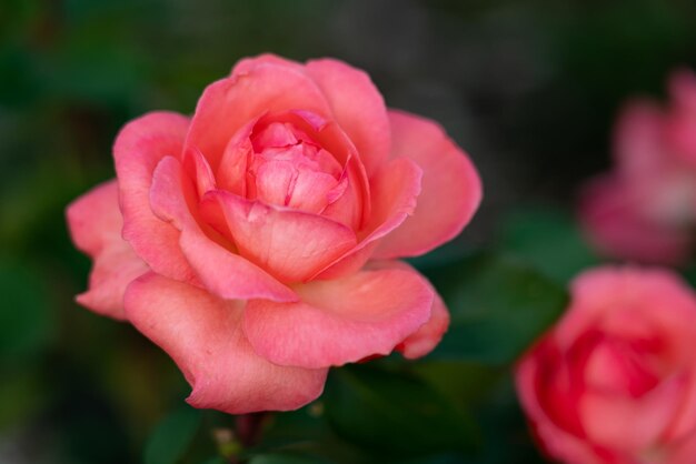 Roses colorées qui fleurissent dans le jardin Gros plan arrière-plan flou