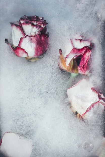 Roses congelées dans la glace