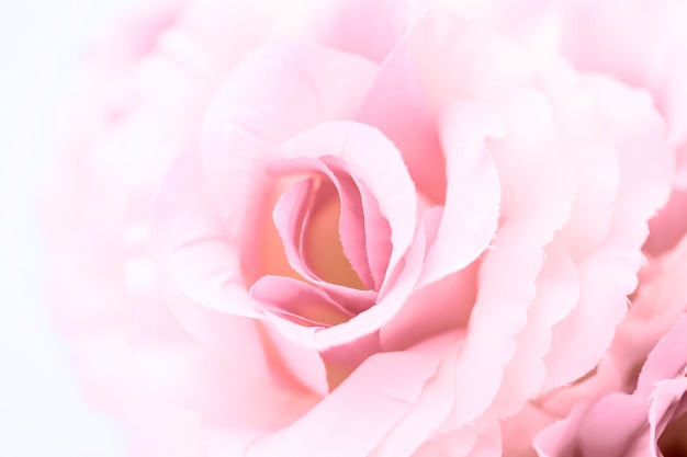 Roses de couleur douce faites avec dégradé dans un style doux pour abstrait