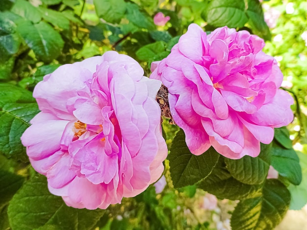 Roses de Damas roses dans le jardin.