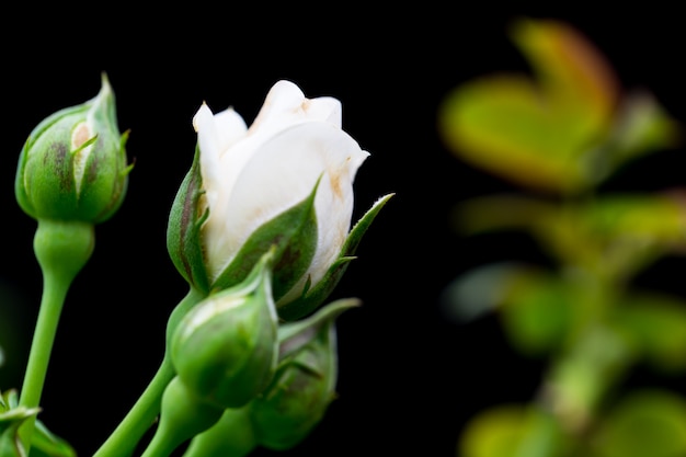 Les roses dans le jardin ont un fond noir.