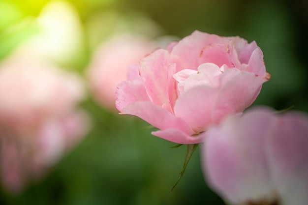 Des roses dans le jardin, les roses sont magnifiques avec une belle journée ensoleillée.