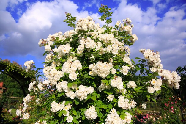 Roses dans le jardin