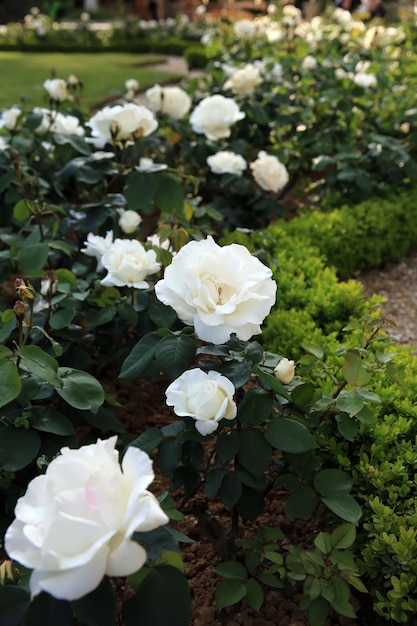 Roses dans le jardin