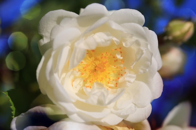 Roses dans le jardin