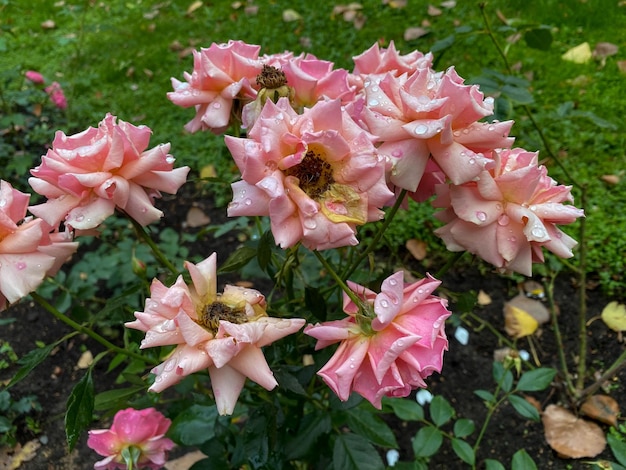 Roses dans le jardin