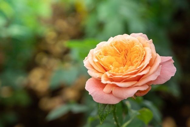 Roses dans le jardin